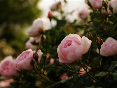 薔薇花室內室外澆水又差異