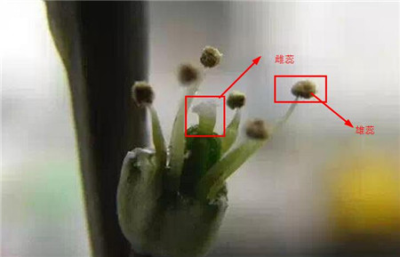 條紋十二卷的授粉方法三：分辨雄雌蕊