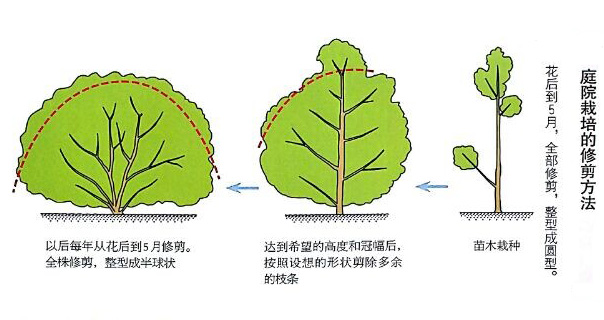 杜鵑花庭院栽培基本方法