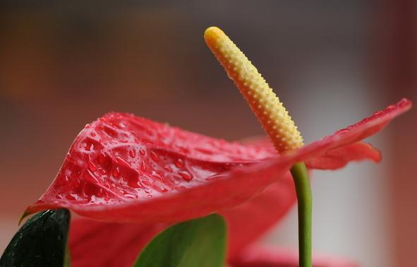 紅掌的夏季養護方法