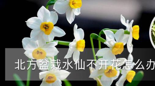 北方盆栽水仙不開花怎么辦