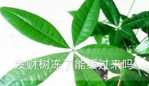 發財樹凍了能緩過來嗎，凍了怎么澆水