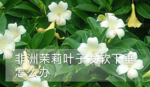 非洲茉莉葉子發軟下垂怎么辦