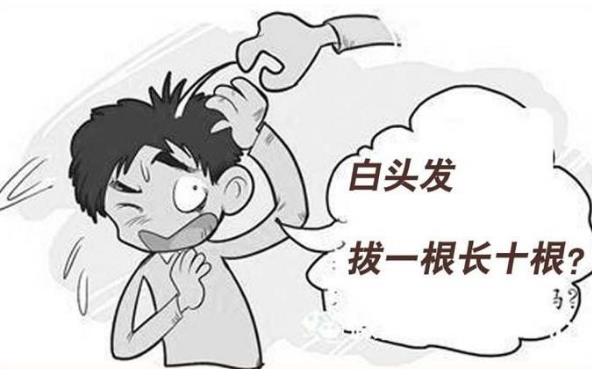 白頭發如何根治才能變成黑頭發？白頭發真的是拔一根會長十根嗎