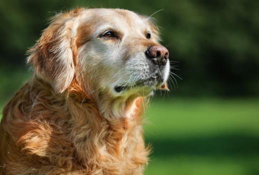 狂犬病人會傳染給人嗎？狂犬病潛伏期是多長時間？