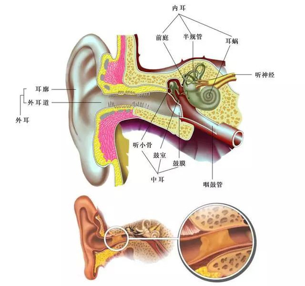 耳屎是怎么產生的？耳屎多是怎么回事呢？[圖]