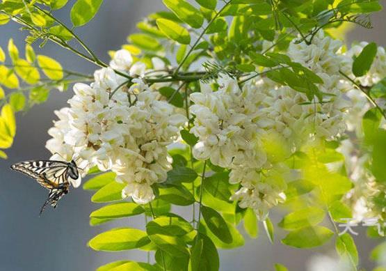 槐花茶怎么制作？槐花的功效與作用