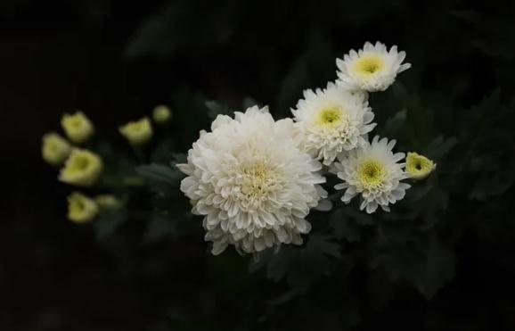 菊花可以吃嗎？菊花應該怎么吃？