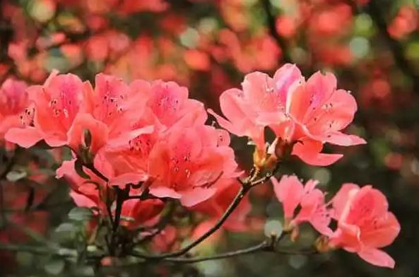 杜鵑花的花語是什么呢？杜鵑花的花期是什么時候？