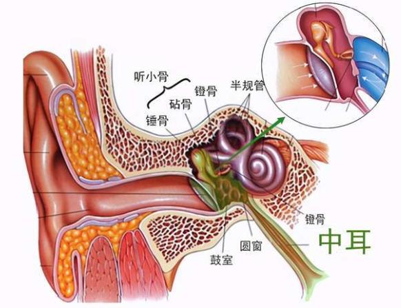 中耳炎會自愈嗎 足量正規足療程診治