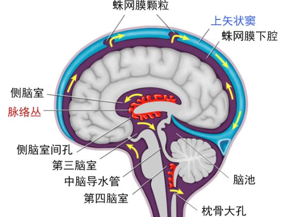 腦積水的癥狀有哪些 頭重頭圍增大顱內壓鑄件增高