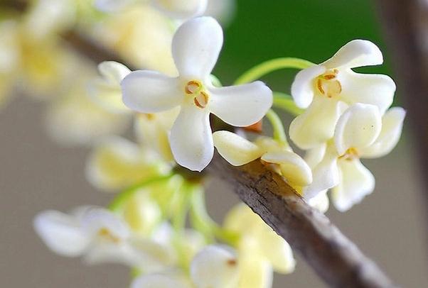 桂花的保存方法是什么？新鮮的桂花怎樣曬干保存？