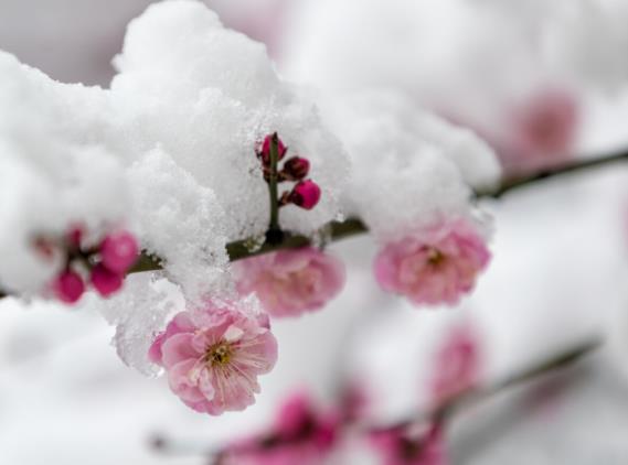 梅花什么季節(jié)開(kāi)花 因品種花期不盡相同