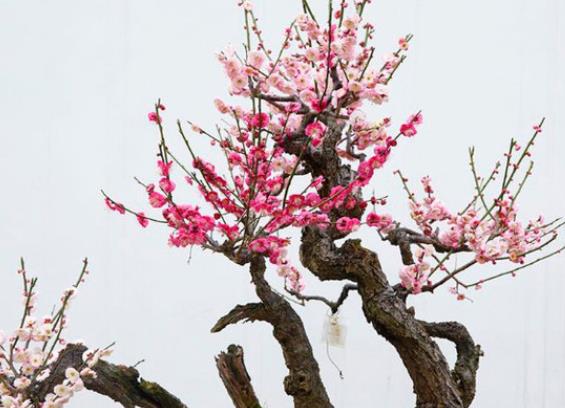 怎樣讓梅花春節開花 保證溫度水分進行催花