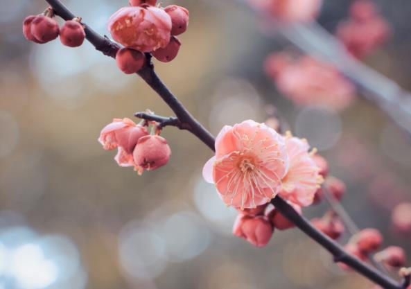 梅花縮葉病怎么辦 修剪消毒噴灑農藥