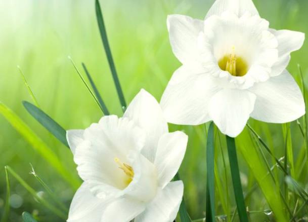 水仙在夏季能開花嗎 花期為冬季休眠狀態不開花