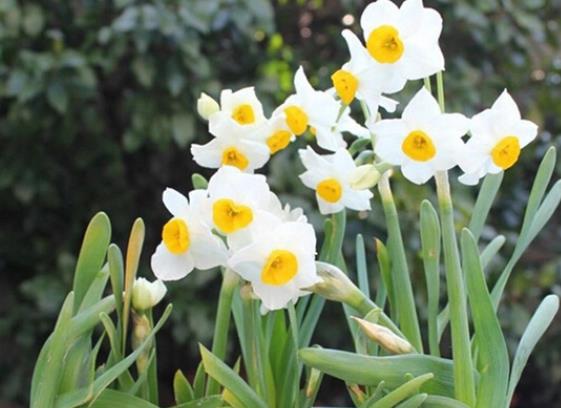 水仙花能土養(yǎng)嗎 土栽澆水注意見干見濕