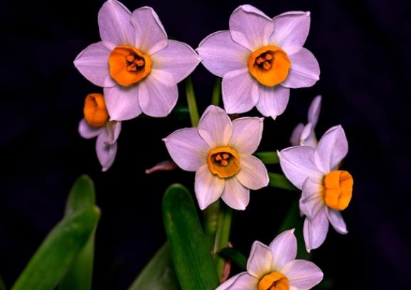 水仙花開花后怎么養護 保證光照控制水分溫度