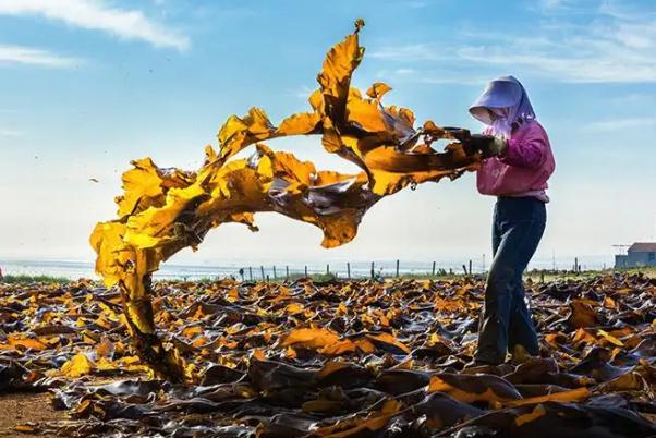 海帶含鈣高嗎？海帶嘌呤高嗎？