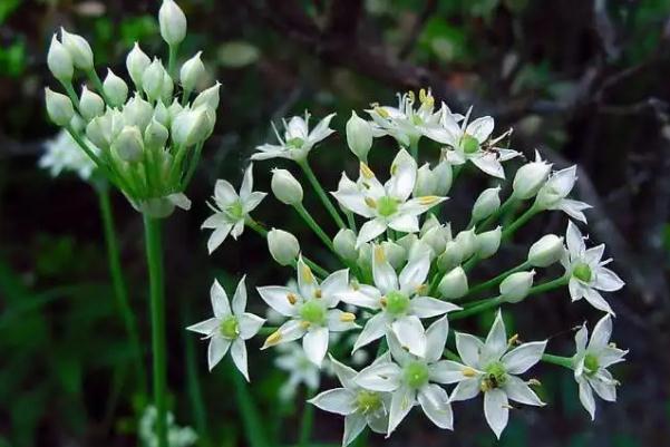 韭菜花的花可以吃嗎？韭菜花怎么清洗算干凈？