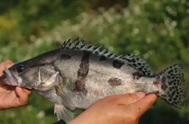 桂魚(yú)刺多嗎？桂魚(yú)是淡水魚(yú)嗎？