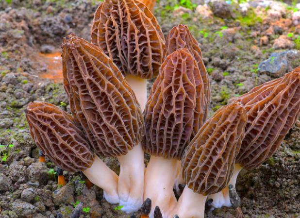 吃羊肚菌有哪些好處 補腎潤腸通便美容養顏提高免疫力