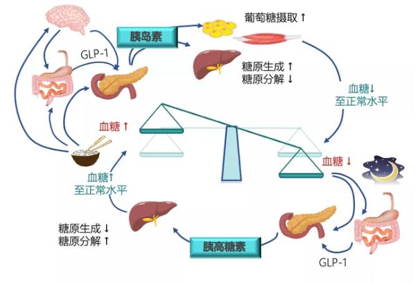 糖尿病的發病原因？糖尿病對女性性功能的影響？