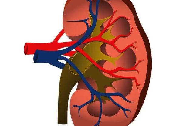 痛風食譜黑豆降壓降糖補腎？羊腰子補腎吃多久？