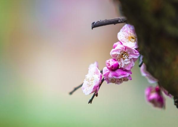 梅花的雅稱綽號別名？梅花能和雞蛋一起吃嗎？