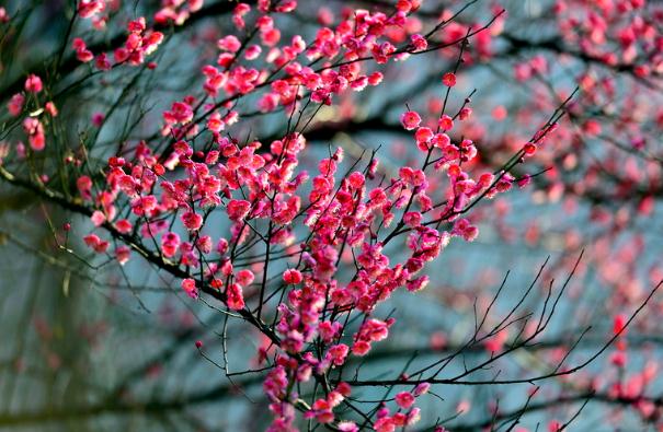 臘梅花怎樣繁殖？臘梅花怎么發朋友圈？