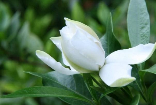 梔子花怎么養才能開花？梔子花能放在臥室嗎？