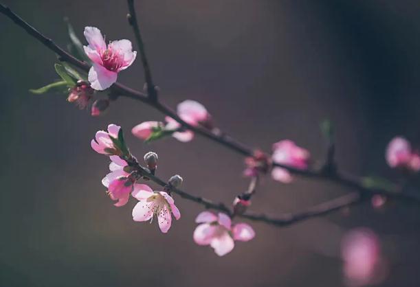 古人對桃花的雅稱？喝桃花茶有什么好處？