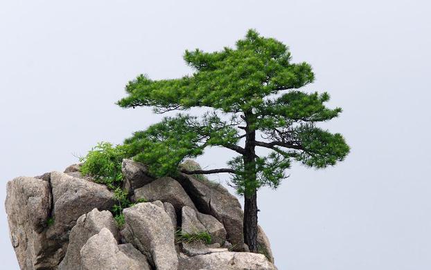 褲子上松樹油干了怎么去掉？松樹的種類？