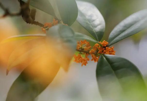 桂花茶的好處？桂花茶的其它搭配？