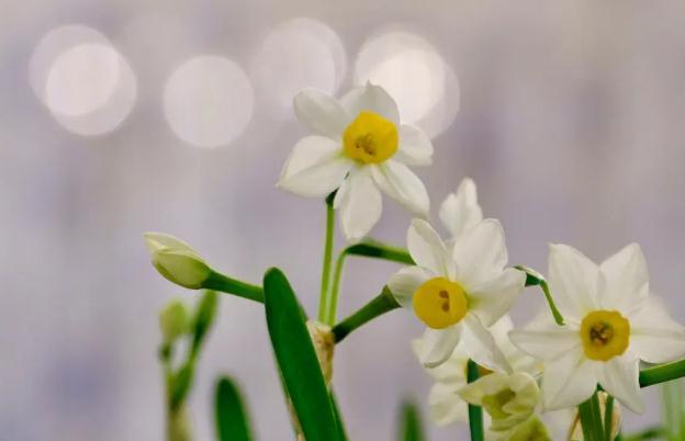 我的水仙花葉子全枯萎了？水仙花發(fā)芽開花時間？