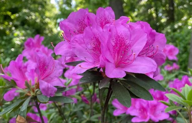 杜鵑花秋天怎么養？杜鵑花盆景如何修剪？