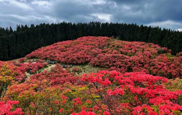 如何移栽野生杜鵑花？杜鵑花能放室內(nèi)嗎？