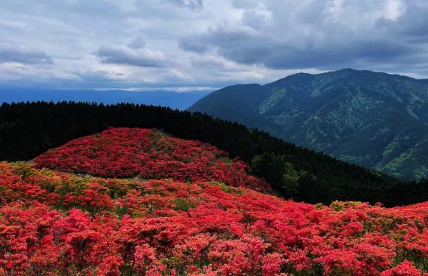 杜鵑花現在能插枝嗎？杜鵑花養殖方法有哪些？