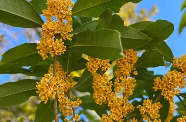 桂花酒泡多久可以喝？鮮桂花可以泡茶喝嗎？