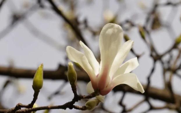 木蘭花花語？木蘭花秋天怎么養？