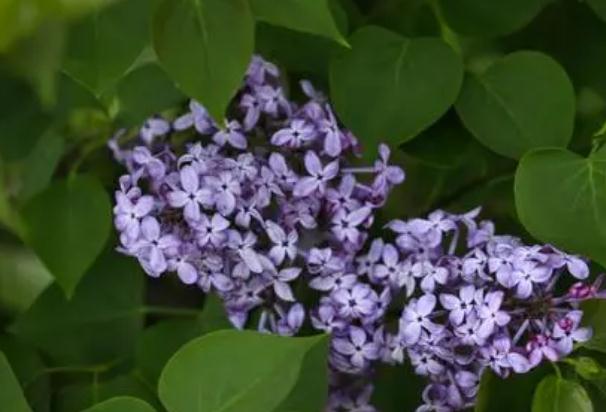 丁香花止痛？丁香花能泡茶喝嗎？