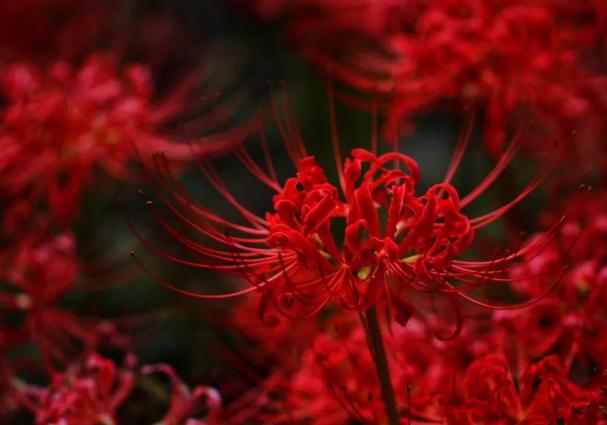 彼岸花要多久才開(kāi)花？彼岸花為什么不開(kāi)花只長(zhǎng)葉子呢？