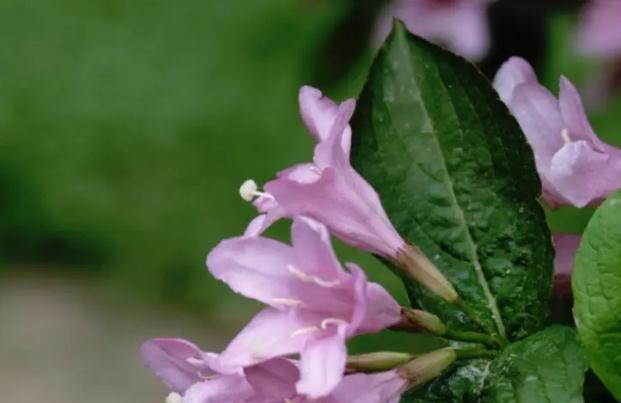 錦帶花如何養(yǎng)殖？錦帶花花期是什么時(shí)候？