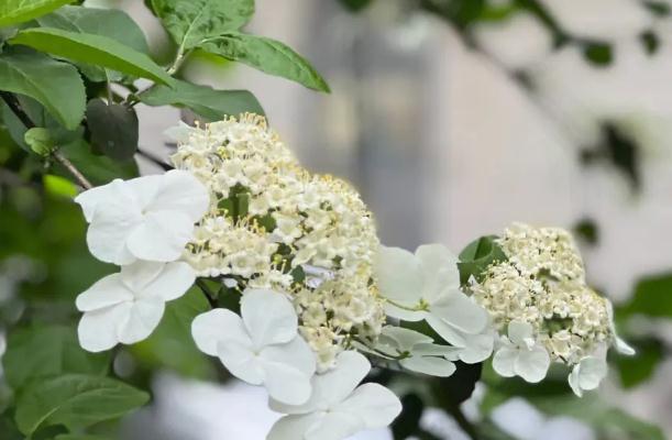 怎么區別繡球花和瓊花？什么是繡球莢蒾？