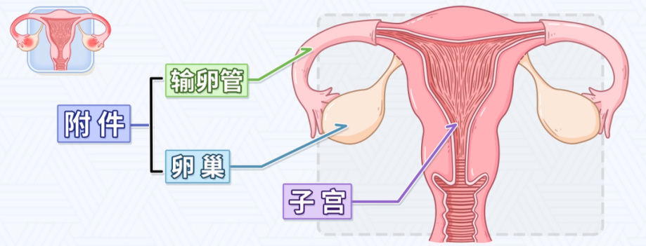 高翠霞：妙手仁心，中醫巧治盆腔炎