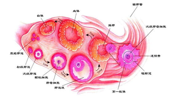 卵泡發育遲緩怎么辦 吃什么有助于卵泡長大